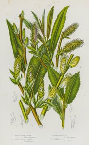 Bloeiende Planten van Groot-Brittannië: Zijdbladige Osier, Langbladige Sallow, Roestige Sallow, Gewone Sallow door English School