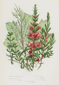 Bloeiende Planten van Groot-Brittannië: Grote Kattenstaart, Hyssopbladige Kattenstaart, Waterpostelein, Engelse Tamarisk, Rode Bessenbrionie