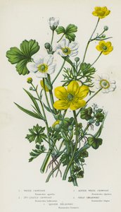 Bloeiende Planten van Groot-Brittannië: Waterranonkel, Klimopbladige Ranonkel, Alpenwitte Ranonkel, Grote Speerwortel, Kleine Speerwortel