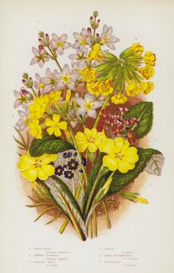 Bloeiende Planten van Groot-Brittannië: Waterviolier, Gewone Sleutelbloem, Jacquins Okselbloem, Gulden Sleutelbloem, Vogelogen Sleutelbloem, Schotse Sleutelbloem door English School