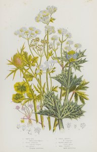 Bloeiende Planten van Groot-Brittannië: Witte Rot, Hout Sanikel, Zee Hulst, Veld Eryngo, Water Hemlock, Wilde Selderij door English School