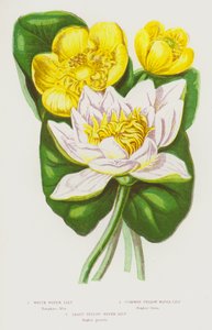 Bloeiende planten van Groot-Brittannië: Witte Waterlelie, Gewone Gele Waterlelie, Kleinste Gele Waterlelie door English School