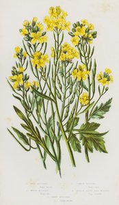 Bloeiende planten van Groot-Brittannië: Wilde Mosterd, Witte Mosterd, Gewone Mosterd, Smalbladige Muurmosterd, Zandmosterd door English School
