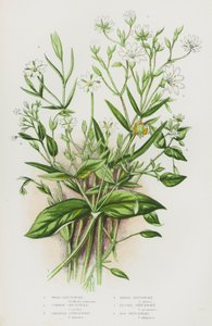 Bloeiende planten van Groot-Brittannië: Houtmuur, Gewone Vogelmuur, Grote Muur, Moerasmuur, Kleine Muur, Moerasmuur door English School