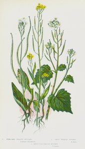 Bloeiende Planten van Groot-Brittannië: Wormzaad Treacle Mosterd, Knoflook Treacle Mosterd, Haasoor Treacle Mosterd door English School