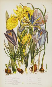 Bloeiende Planten van Groot-Brittannië: Gele Water Iris, Stinkende Iris, Columnas Trichonema, Paarse Lente Krokus, Kleinste Lente Krokus, Gouden Krokus, Saffraan Krokus, Naaktbloeiende Krokus