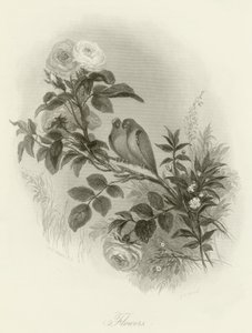 Bloemen
