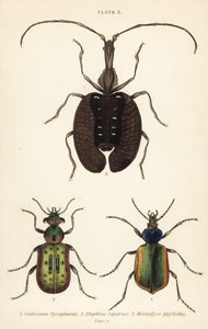 Bosrupsenjager, Calosoma sycophanta 1, loopkever, Elaphrus riparius 2, en vioolkever, Mormolyce phyllodes 3