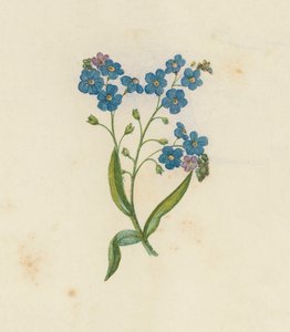 Vergeet-mij-nietje, Myosotis Palustris