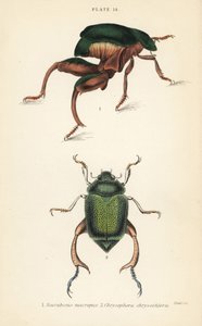 Kikkerpootkever of kangoeroekever, Sagra papuana 1, en glanzende bladsprietkever, Chrysophora chrysochlora 2