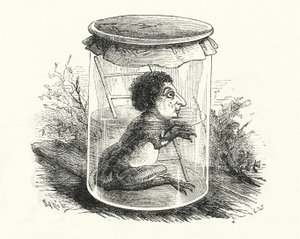 Kikker in een pot
