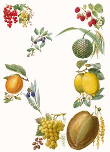 Vruchten