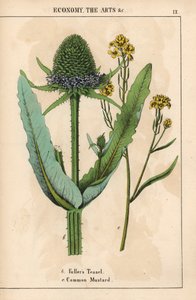 Kaardebol of distel en gewone mosterd met gele bloemen, uit 