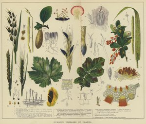 Schimmelziekten van planten door English School