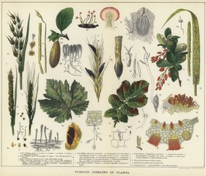Schimmelziekten van planten door English School