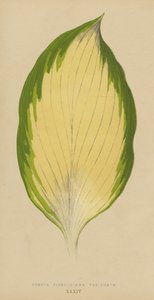 Funkia Sieboldiana Variegata