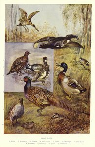 Wildvogels door English School