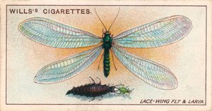 Tuinleven: Kantvleugelvlieg en larve (chromolitho)