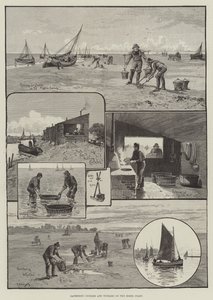 Kokkels en alikruiken verzamelen aan de kust van Essex