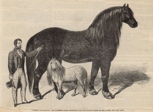 Generaal Washington, het mammoetpaard