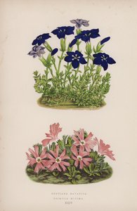 Gentiana Bavarica; Primula Minima (kleur litho) door English School