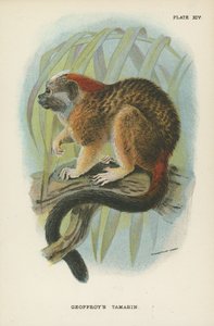 Geoffroys Tamarin door English School