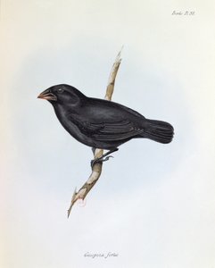 Geospiza Fortis, illustratie uit The Zoology of the Voyage of H.M.S. Beagle, 1832-36, door Charles Darwin, 1840