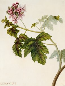 Geranium