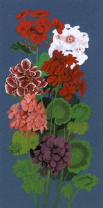 Geraniums