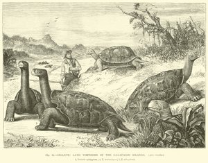 Gigantische landschildpadden van de Galapagos-eilanden