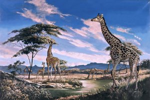 Giraffen in Afrika