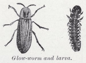 Glimworm en larve door English School