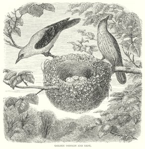 Gouden Orioles (gravure) door English School