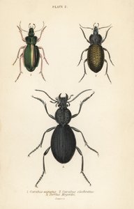 Gouden grondkever, Carabus auratus 1, grondkever, Carabus clathratus 2, en grote zwarte grondkever, Tefflus megerlei door English School