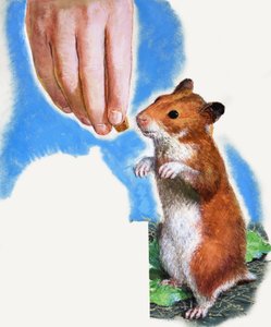 Gouden hamster door English School