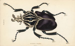 Goliathkever, Goliathus goliatus (Goliathus magnus)