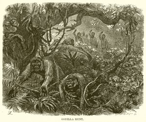 Gorillajacht door English School