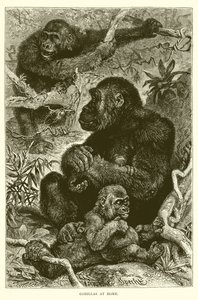 Gorilla