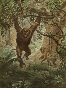 Gorilla