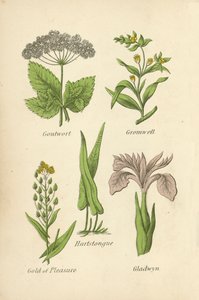 Zevenblad, Gromwell, Hartstongue, Gold of Pleasure, Gladwyn door English School
