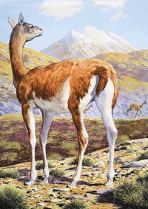 Gracieuse Guanaco