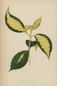 Graptophyllum Pictum door English School