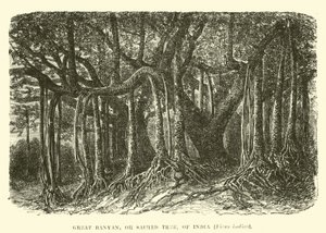 Grote Banyan, of Heilige Boom, van India, Ficus indica door English School