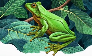 Grote groene boomkikker