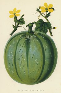 Groen-Vlezige Meloen