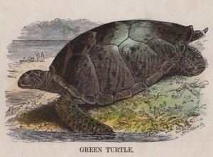 Groene schildpad (gekleurde gravure)