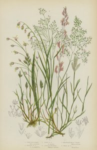 Grijze Haargras, Zilveren Haargras, Vroege Haargras, Paarse Molinea, Bergmelkgras, Houtmelkgras door English School