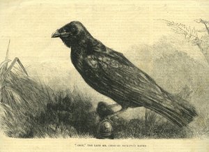Grip, de huisraaf van Charles Dickens (litho)