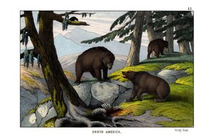Grizzlybeer