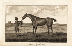 Groom met volbloed renpaard Waxey van Pot80